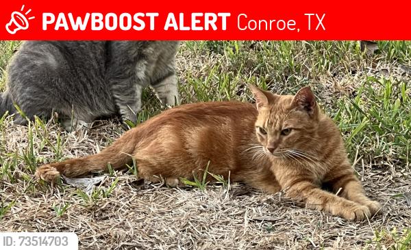 Lost Male Cat last seen Near and Cedar Lane, Conroe, TX 77303