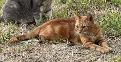 Lost Male Cat last seen Near and Cedar Lane, Conroe, TX 77303
