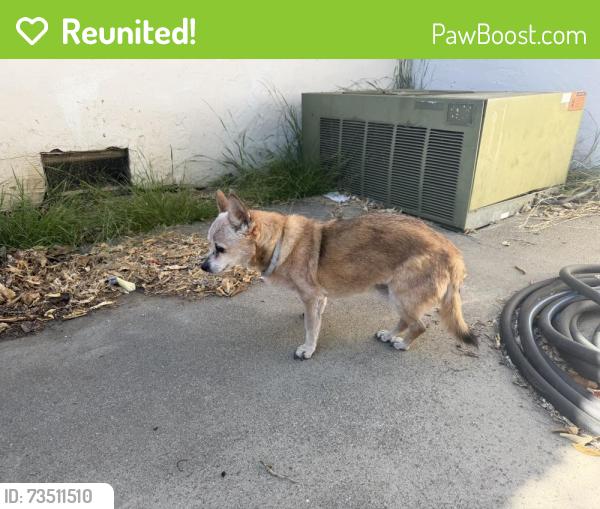 Reunited Male Dog last seen Arthur Rd, Martinez, CA 94553