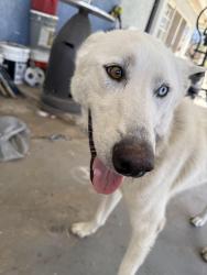 Lost Male Dog last seen Bostick and litton, Colton, CA 92324