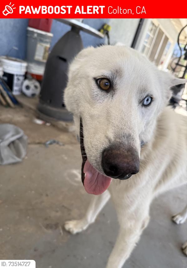 Lost Male Dog last seen Bostick and litton, Colton, CA 92324