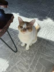 Lost Male Cat last seen Summers landing, Atlanta, GA 30331