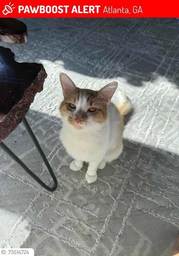 Lost Male Cat last seen Summers landing, Atlanta, GA 30331