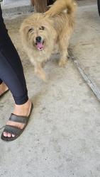 Found/Stray Unknown Dog last seen Preston Ave Pasadena tx, Pasadena, TX 77503
