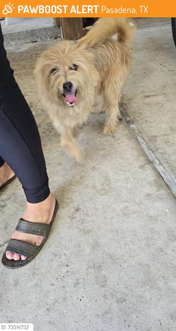 Found/Stray Unknown Dog last seen Preston Ave Pasadena tx, Pasadena, TX 77503