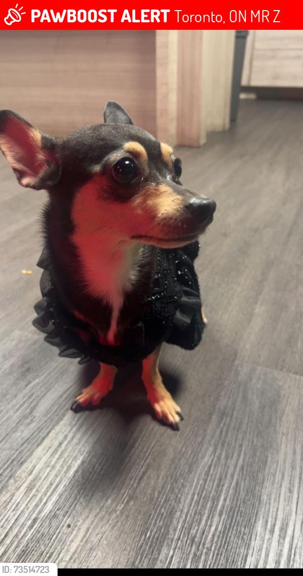 Lost Female Dog last seen Field near my hse, Toronto, ON M9R 3Z1