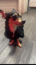 Lost Female Dog last seen Field near my hse, Toronto, ON M9R 3Z1