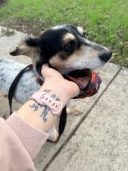 Reunited Male Dog last seen Boone and Anglin, Cleburne, TX 76031