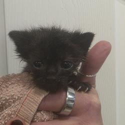 Shelter Stray Unknown Cat last seen , 825 W Jefferson St, Tipton, IN 46072, USA