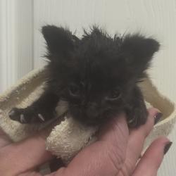 Shelter Stray Unknown Cat last seen , 825 W Jefferson St, Tipton, IN 46072, USA