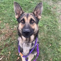 Shelter Stray Male Dog last seen , 21800 Central Ave, Matteson, IL 60443, USA