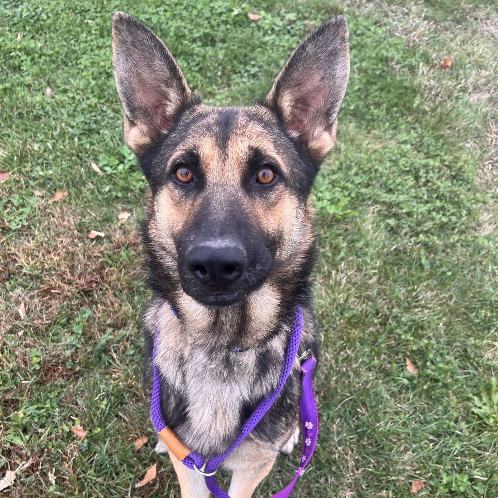 Shelter Stray Male Dog last seen , 21800 Central Ave, Matteson, IL 60443, USA