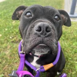 Shelter Stray Female Dog last seen , 21800 Central Ave, Matteson, IL 60443, USA