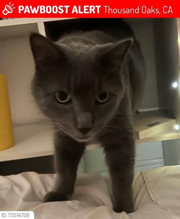 Lost Male Cat last seen W Hillcrest Dr and Artsian Rd, Thousand Oaks, CA 91320