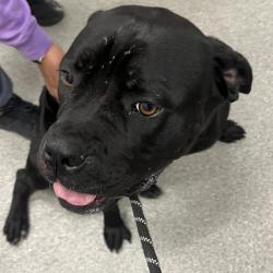 Shelter Stray Female Dog last seen , 21800 Central Ave, Matteson, IL 60443, USA