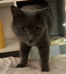 Lost Male Cat last seen W Hillcrest Dr and Artsian Rd, Thousand Oaks, CA 91320