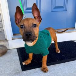 Shelter Stray Male Dog last seen , 328 Furman Hall Rd, Greenville, SC 29609, USA