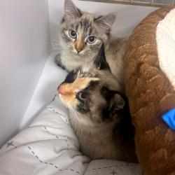 Shelter Stray Female Cat last seen , Animal Care & Control Team of Philly, 111 W Hunting Park Ave, Philadelphia, PA 19140, USA