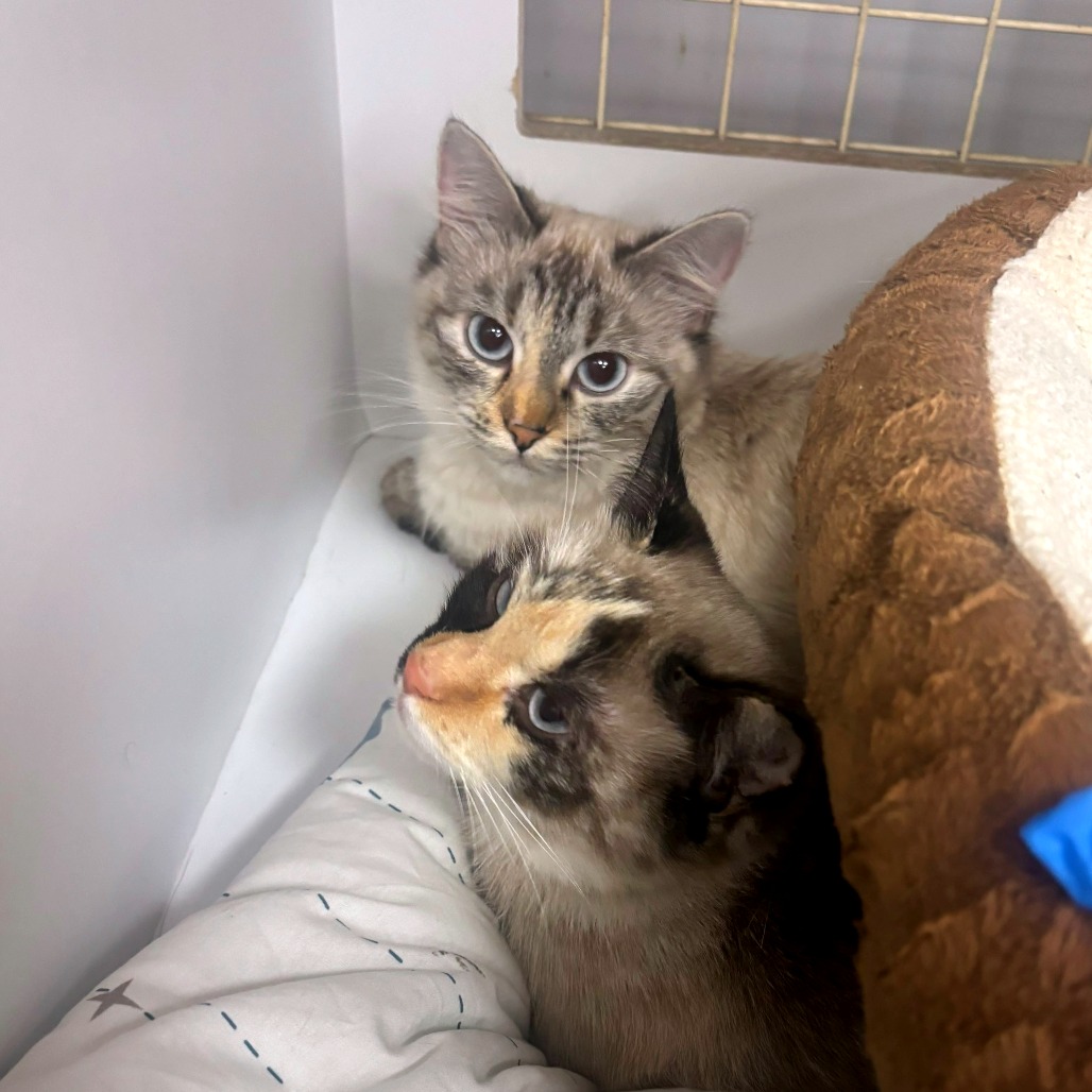 Shelter Stray Female Cat last seen , Animal Care & Control Team of Philly, 111 W Hunting Park Ave, Philadelphia, PA 19140, USA