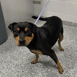 Shelter Stray Female Dog last seen , 328 Furman Hall Rd, Greenville, SC 29609, USA