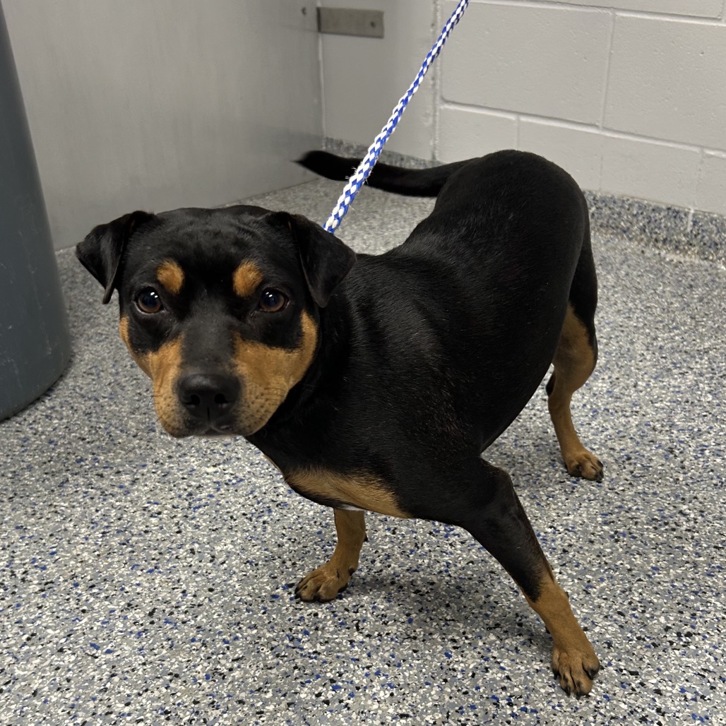 Shelter Stray Female Dog last seen , 328 Furman Hall Rd, Greenville, SC 29609, USA