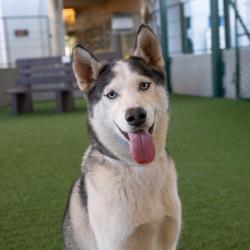 Shelter Stray Female Dog last seen , 361 S Raymond Ave, Pasadena, CA 91105, USA