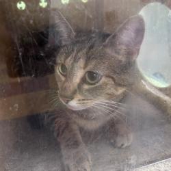 Shelter Stray Female Cat last seen , Animal Care & Control Team of Philly, 111 W Hunting Park Ave, Philadelphia, PA 19140, USA