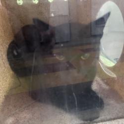 Shelter Stray Unknown Cat last seen , Animal Care & Control Team of Philly, 111 W Hunting Park Ave, Philadelphia, PA 19140, USA