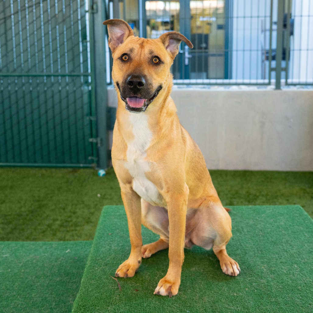 Shelter Stray Male Dog last seen , 361 S Raymond Ave, Pasadena, CA 91105, USA