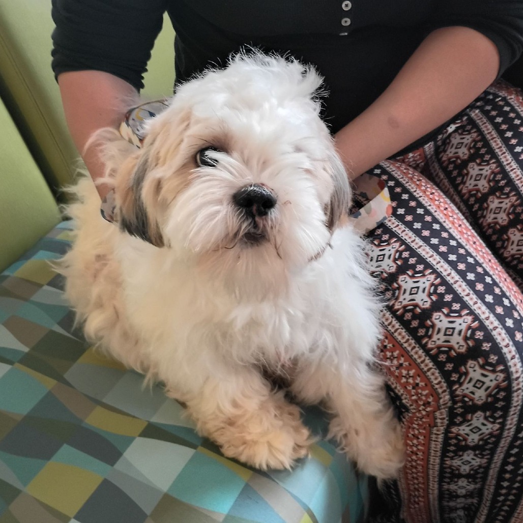 Shelter Stray Female Dog last seen , 1211 Old Graves Mill Rd, Lynchburg, VA 24502, USA