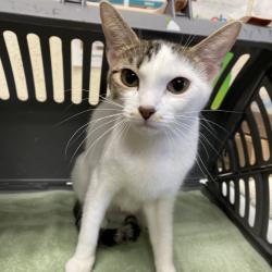 Shelter Stray Female Cat last seen , 2350 Appling City Cove, Memphis, TN 38133, USA