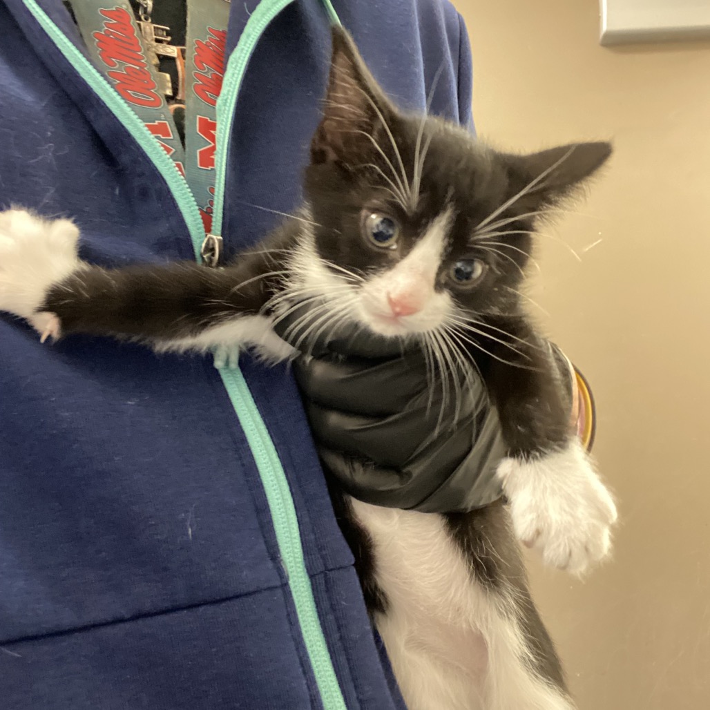 Shelter Stray Female Cat last seen , 2350 Appling City Cove, Memphis, TN 38133, USA