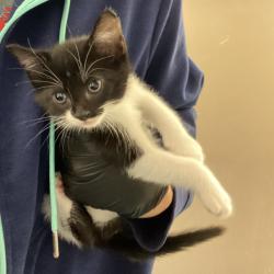 Shelter Stray Female Cat last seen , 2350 Appling City Cove, Memphis, TN 38133, USA
