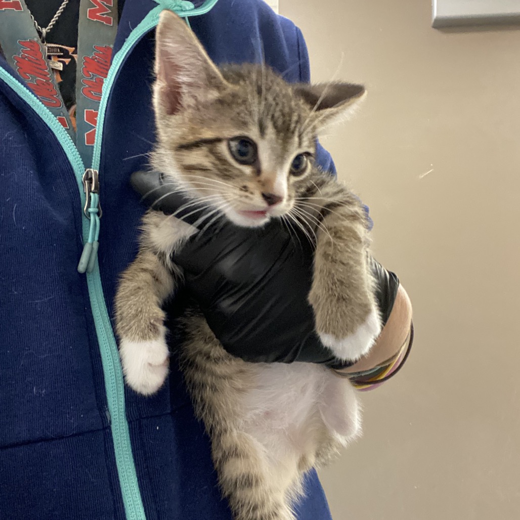 Shelter Stray Male Cat last seen , 2350 Appling City Cove, Memphis, TN 38133, USA