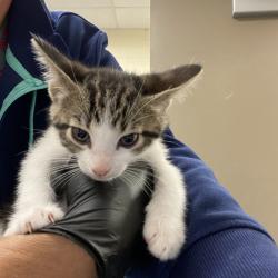 Shelter Stray Male Cat last seen , 2350 Appling City Cove, Memphis, TN 38133, USA