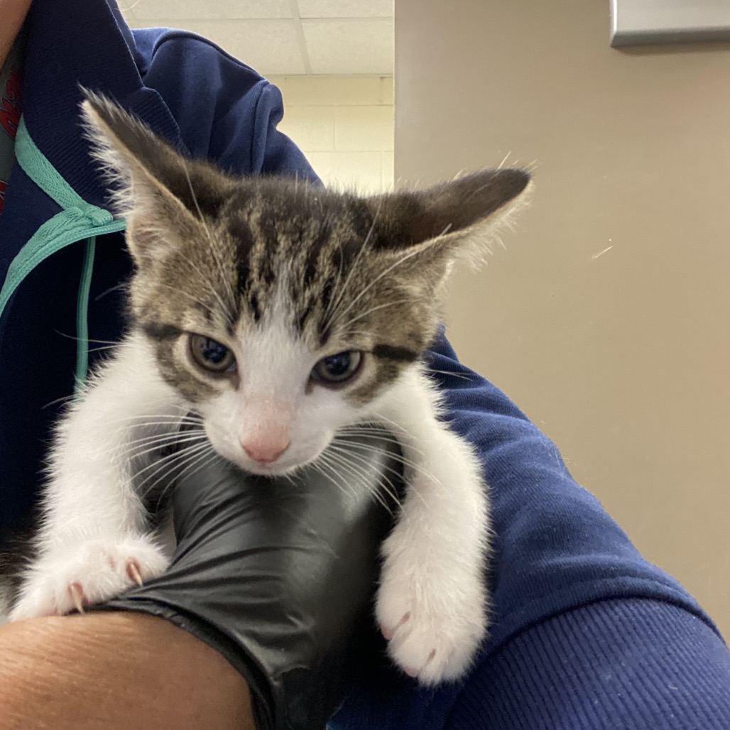 Shelter Stray Male Cat last seen , 2350 Appling City Cove, Memphis, TN 38133, USA