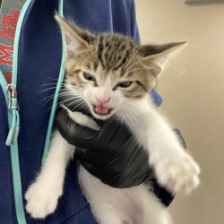 Shelter Stray Male Cat last seen , 2350 Appling City Cove, Memphis, TN 38133, USA