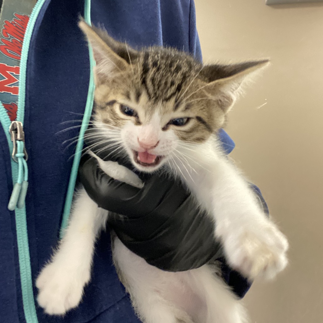 Shelter Stray Male Cat last seen , 2350 Appling City Cove, Memphis, TN 38133, USA