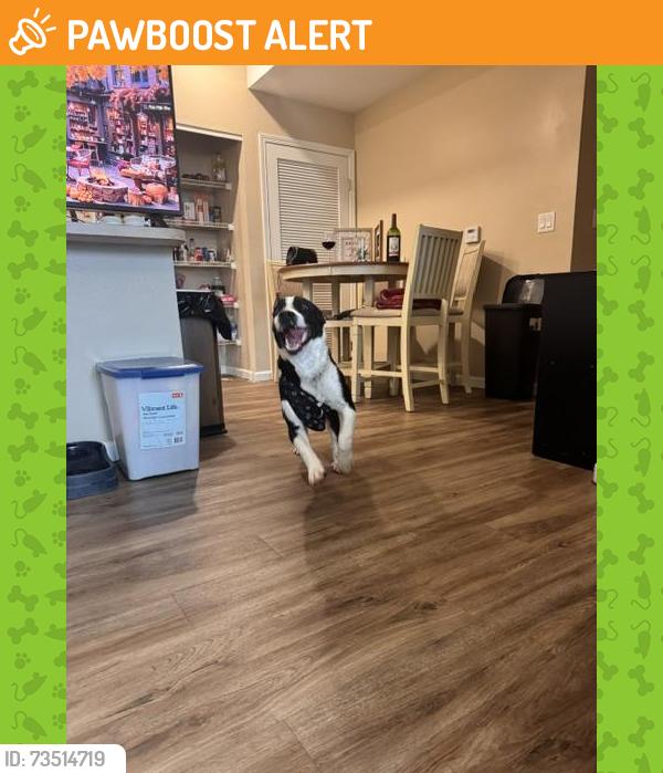 Found/Stray Female Dog last seen Panama city beach, Panama City Beach, FL 32407