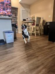 Found/Stray Female Dog last seen Panama city beach, Panama City Beach, FL 32407
