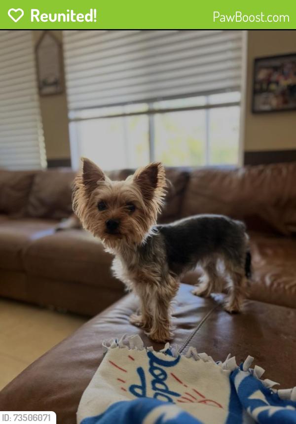 Reunited Female Dog last seen Palm / Stetson, Hemet, CA 92543