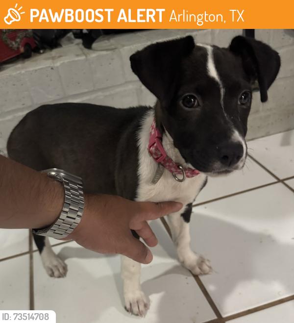 Found/Stray Female Dog last seen River Bend Rd & Apple Blossom Ln, Arlington, TX 76014