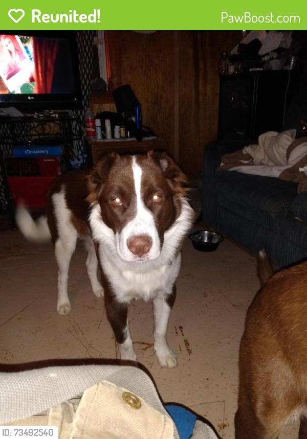Reunited Male Dog last seen lakeshore, Bean Station, TN 37708