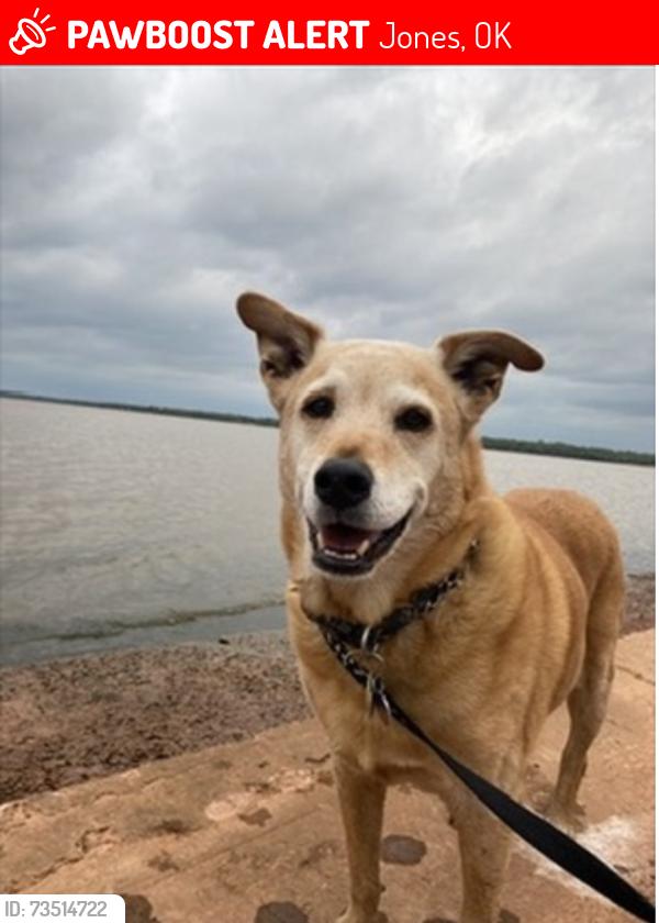 Lost Male Dog last seen Hiawassee, a Choctaw RD, Jones, OK 73049