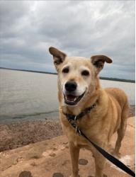 Lost Male Dog last seen Hiawassee, a Choctaw RD, Jones, OK 73049