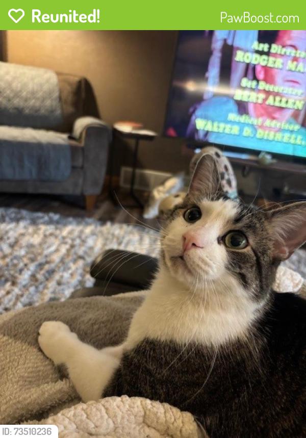 Reunited Male Cat last seen Crocus Ln & Casoloma, Grand Chute, WI 54914