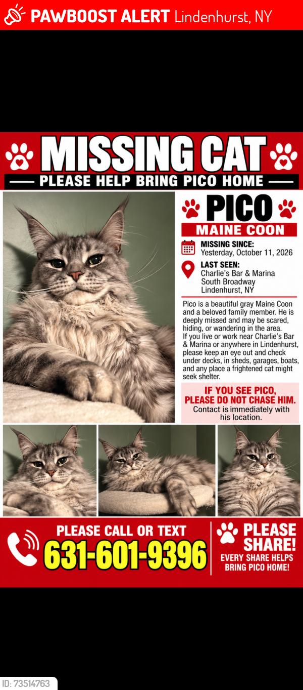 Lost Male Cat last seen Charlies bar and marina, Lindenhurst, NY 11757
