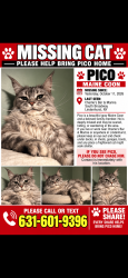 Lost Male Cat last seen Charlies bar and marina, Lindenhurst, NY 11757