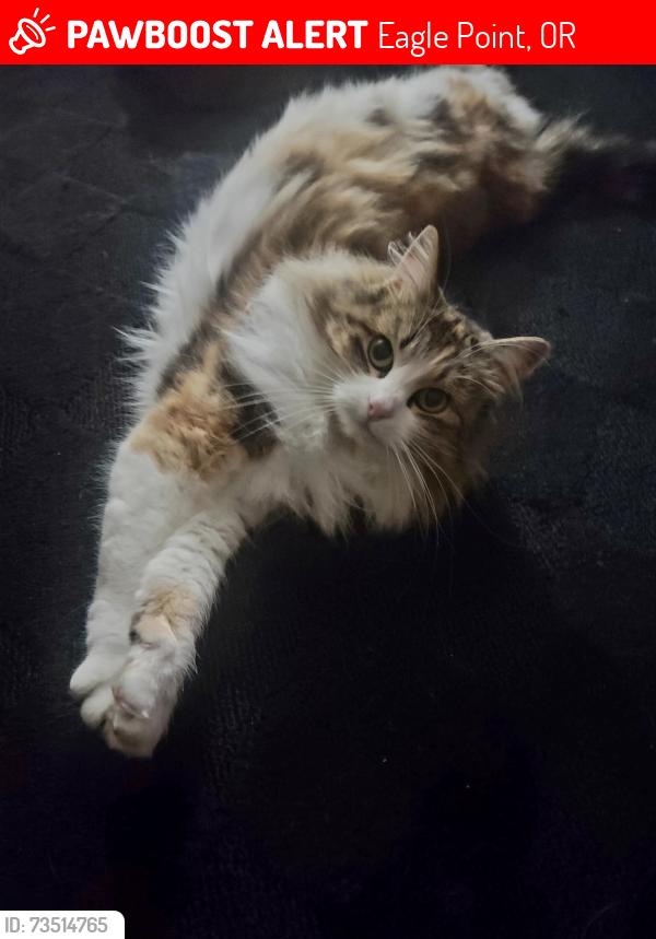 Lost Female Cat last seen Laurel Avenue, Eagle Point, OR 97524