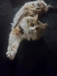 Lost Female Cat last seen Laurel Avenue, Eagle Point, OR 97524